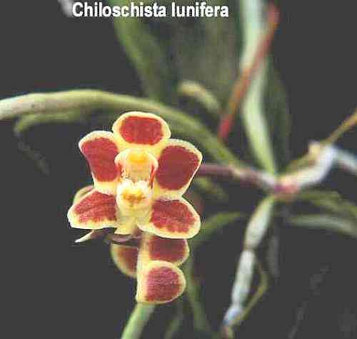 Chiloschista lunifera